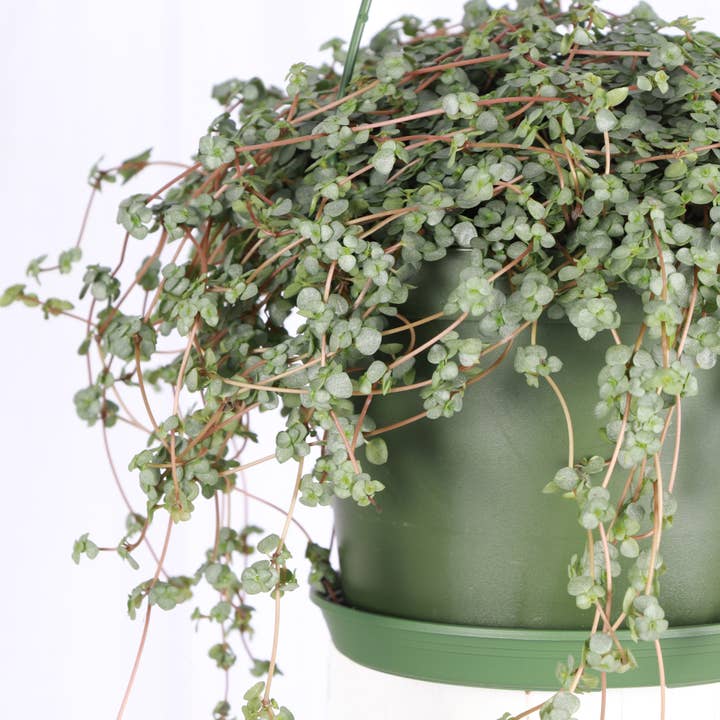 Thorsen's Greenhouse - Wholesale Live Plant - Pilea Aquamarine Plant - 6" Live Plant