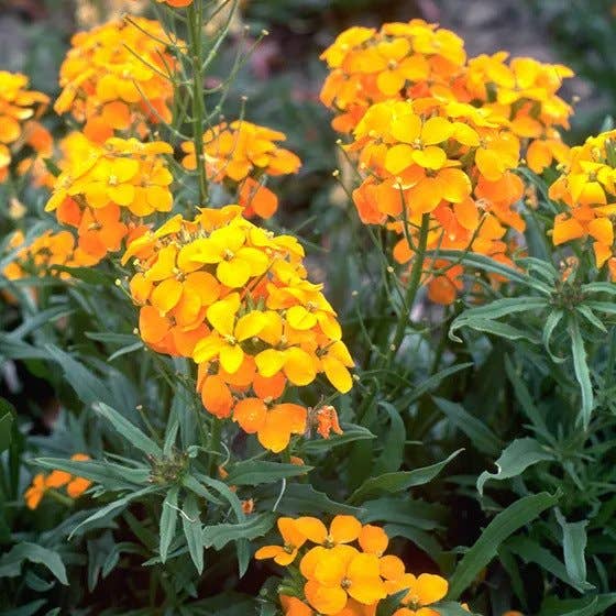 Pop's Birding - Wholesale Plant Seeds - Hummingbird & Butterfly Pollinator Wildflower Seed Mix