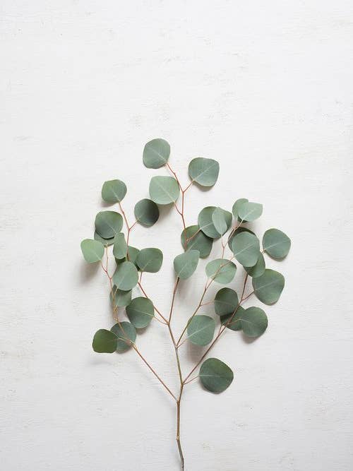 'Euca' Fine Art Photography Print for wholesale by White Hill Home