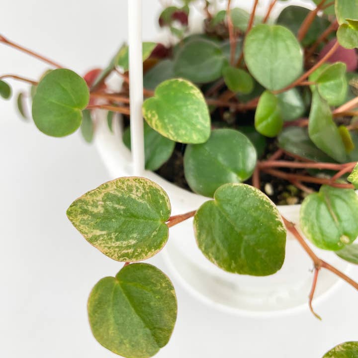 Bumble Plants - Wholesale Live Plant - Peperomia Ruby Cascade