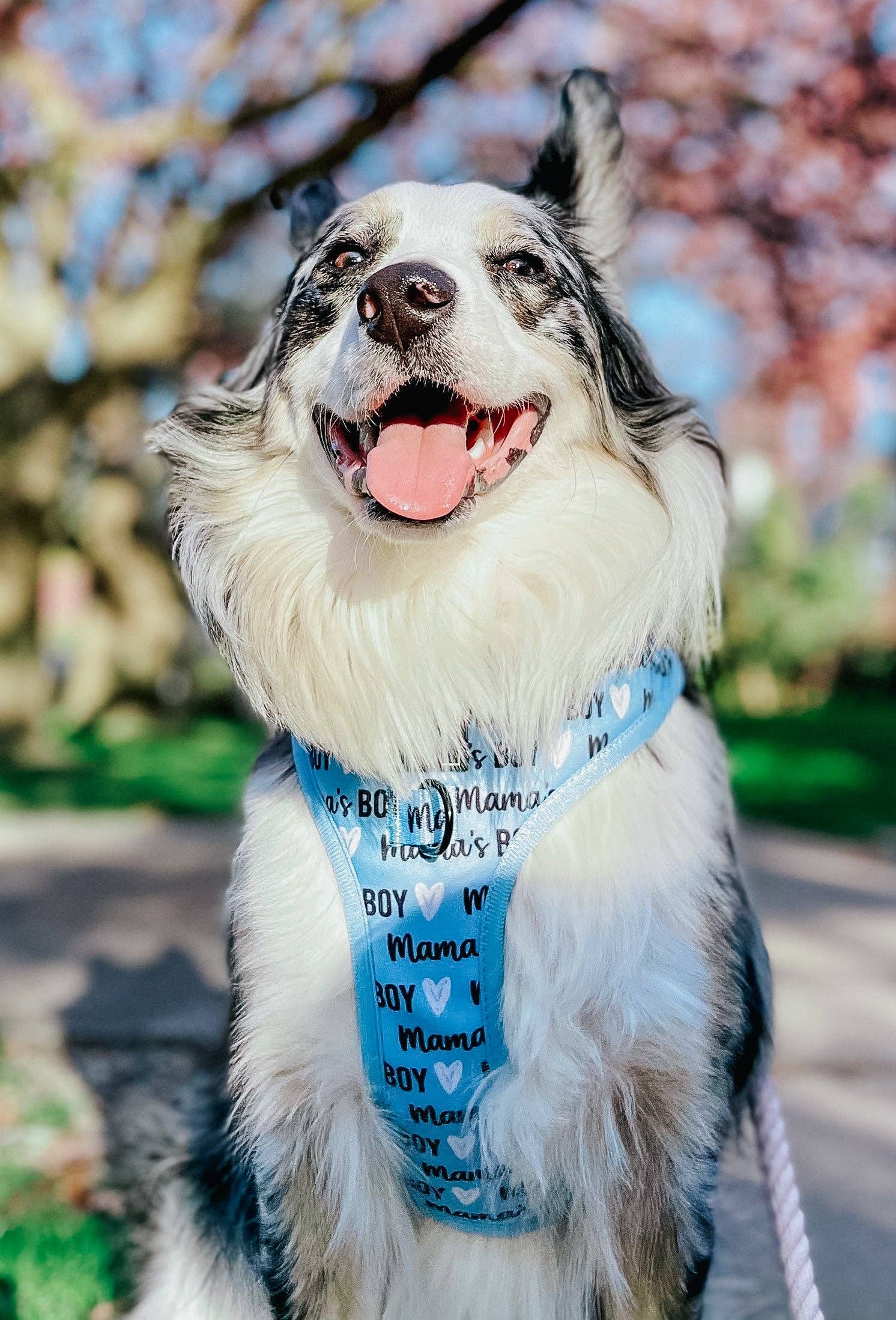 SASSY WOOF - Wholesale Pet Harness - Dog - Dog Adjustable Harness - Mama's Boy6