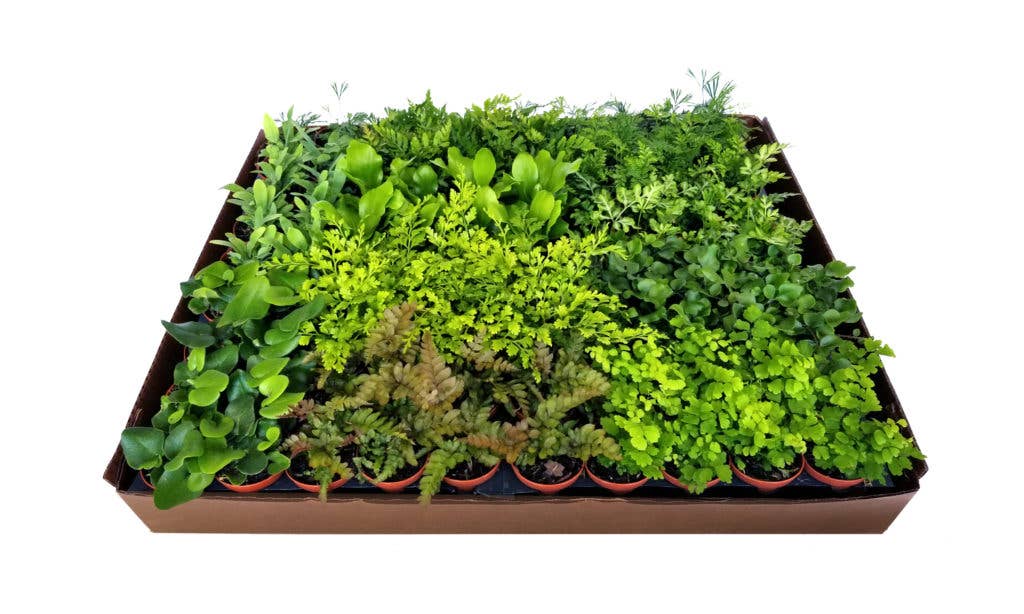 Succulents & Such, Inc. - Wholesale Live Plant - Live Fern Mix Plant Assortment 2" Pots