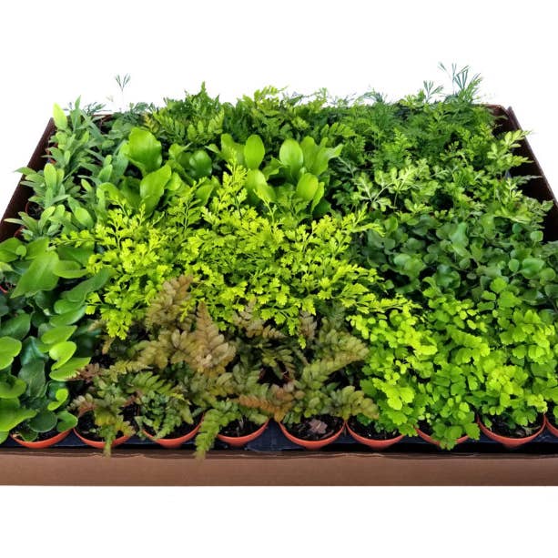 Succulents & Such, Inc. - Wholesale Live Plant - Live Fern Mix Plant Assortment, 2" Pots
