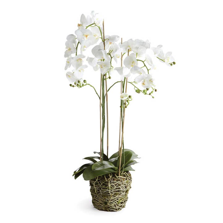 Phalaenopsis Orchid Drop-In 44" for wholesale by Napa Home & Garden