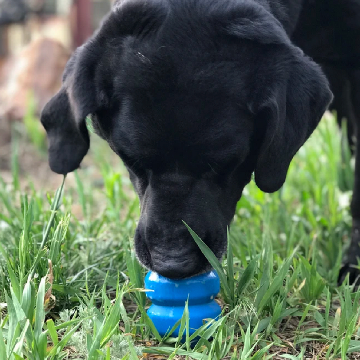 Rover Pet Products - Vendita all'ingrosso Giocattolo da masticare - Cani - Giocattolo da masticare a doppio problema4