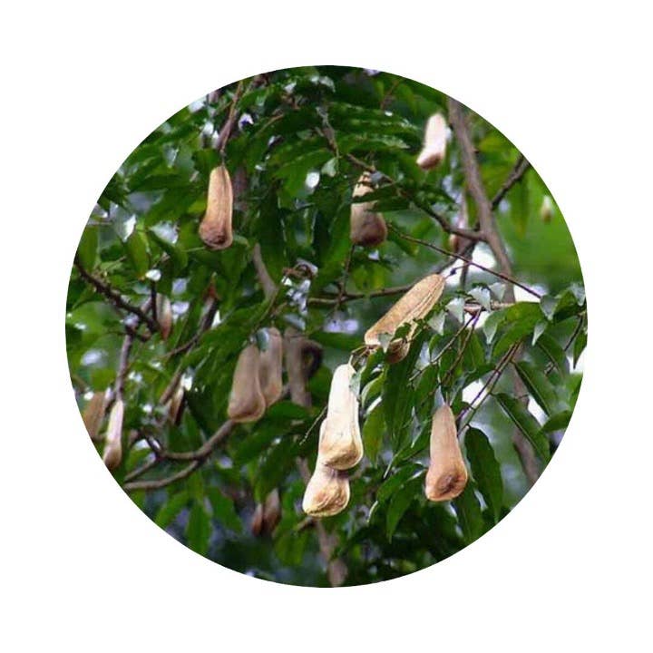 L'Atelier 100BON - Wholesale Perfume/Eau de Toilette - Bois Oriental & Ylang (Wood & Ylang) - EDP Intense - 30ml4