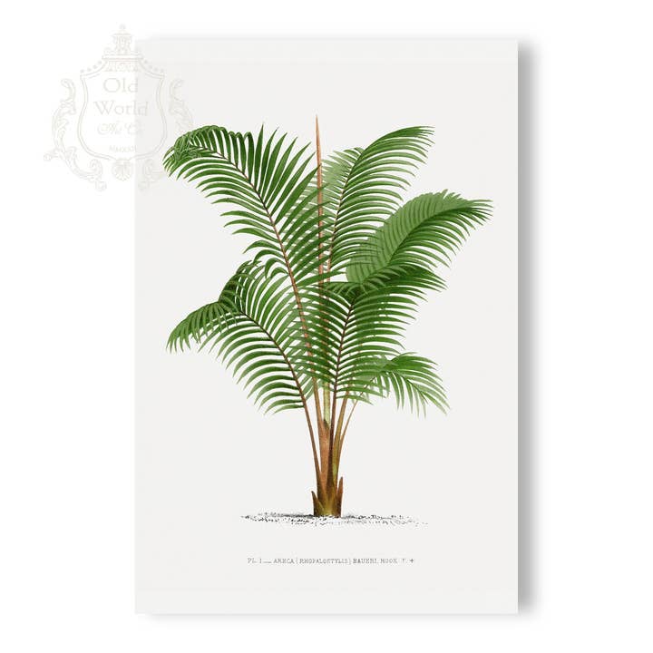 Palma Areca Monostachya por atacado de Old World Art Co.