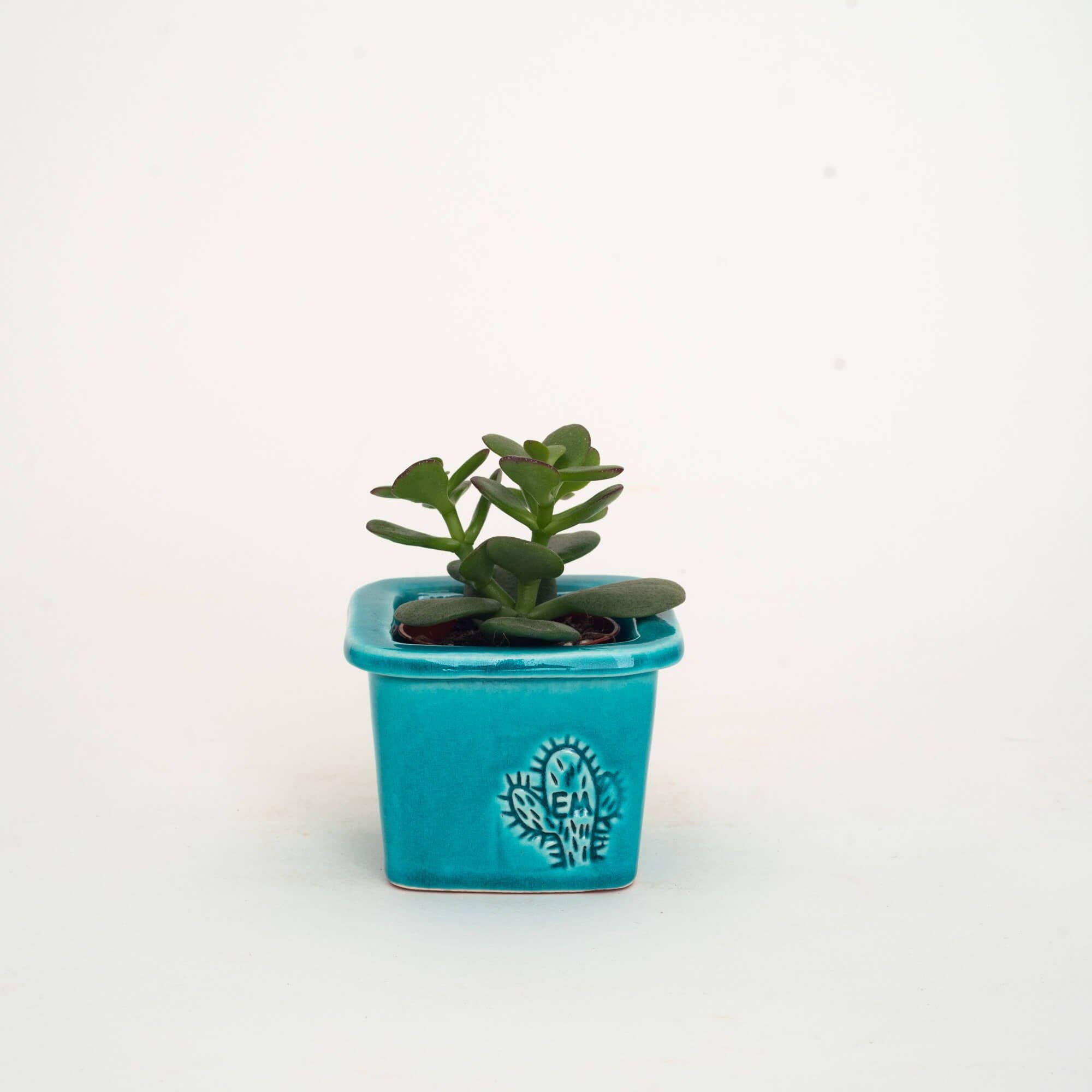 Vasos Quadrados by EM – Vaso de plantas por atacado – VASO QUADRADO MINI 6x6 - BRILHO33