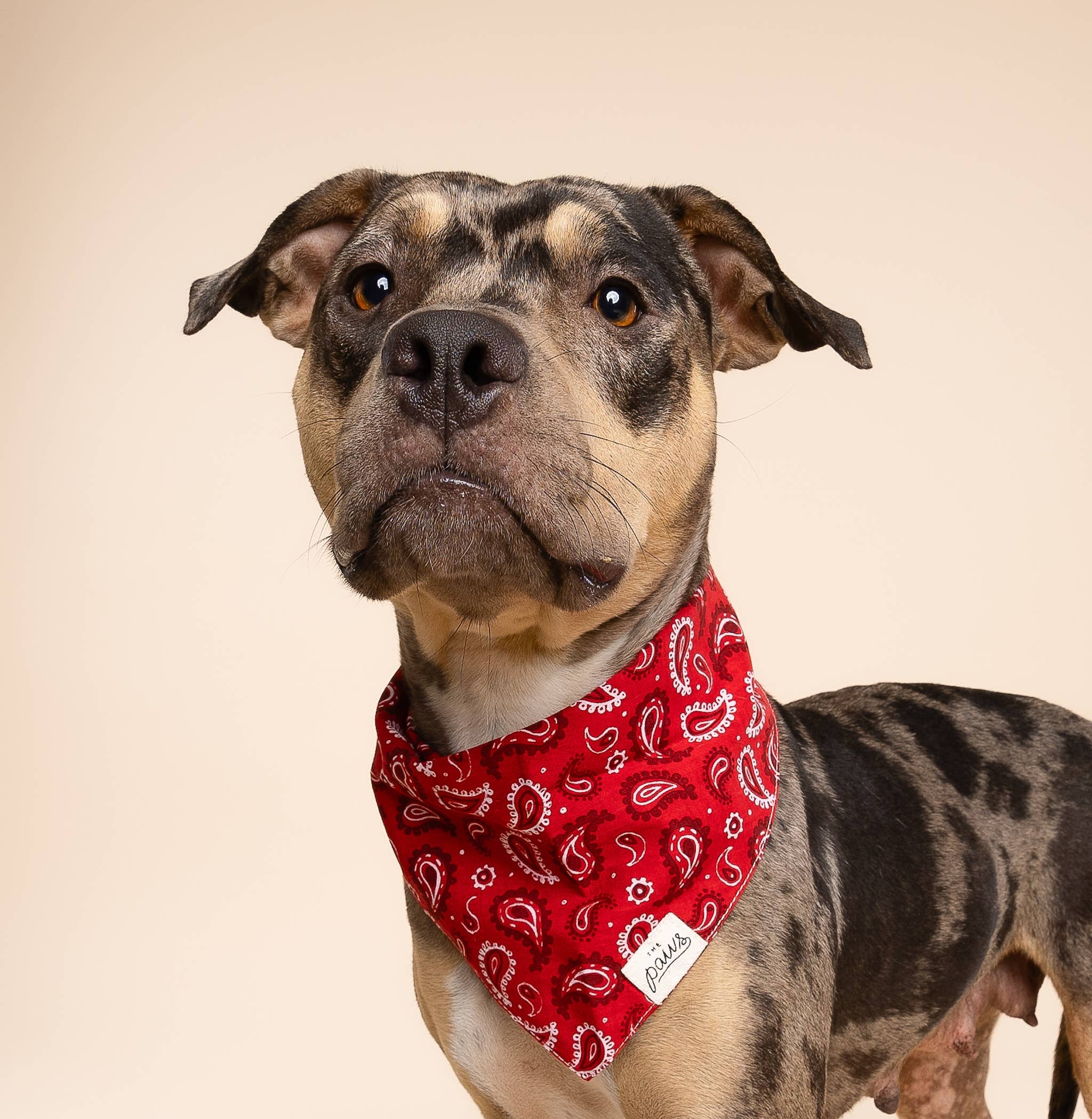 The Paws - Wholesale Pet Bandana - Dog - Dallas Dog Bandana1