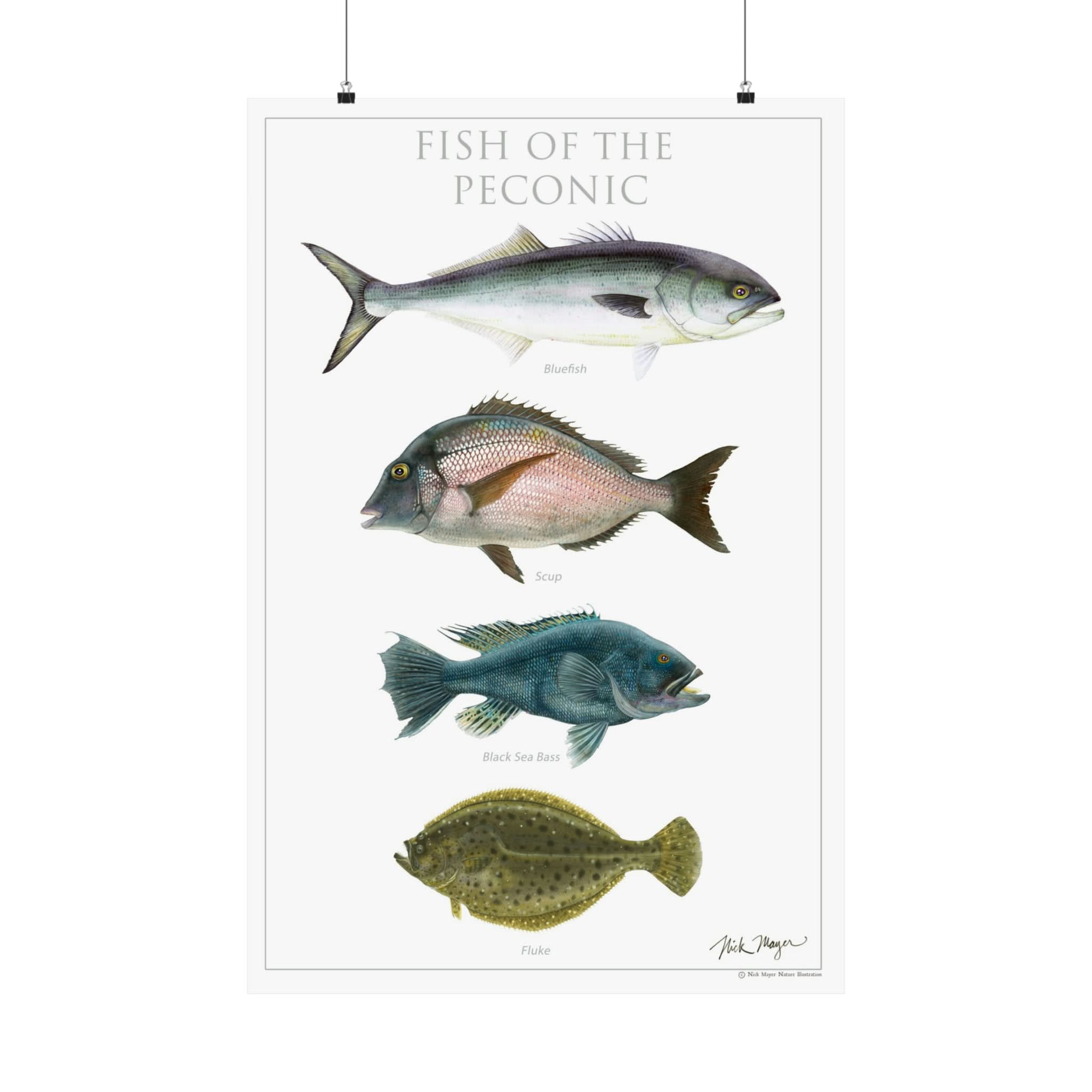 Nick Mayer Art - Wholesale Poster - Fish of the Peconic Poster7