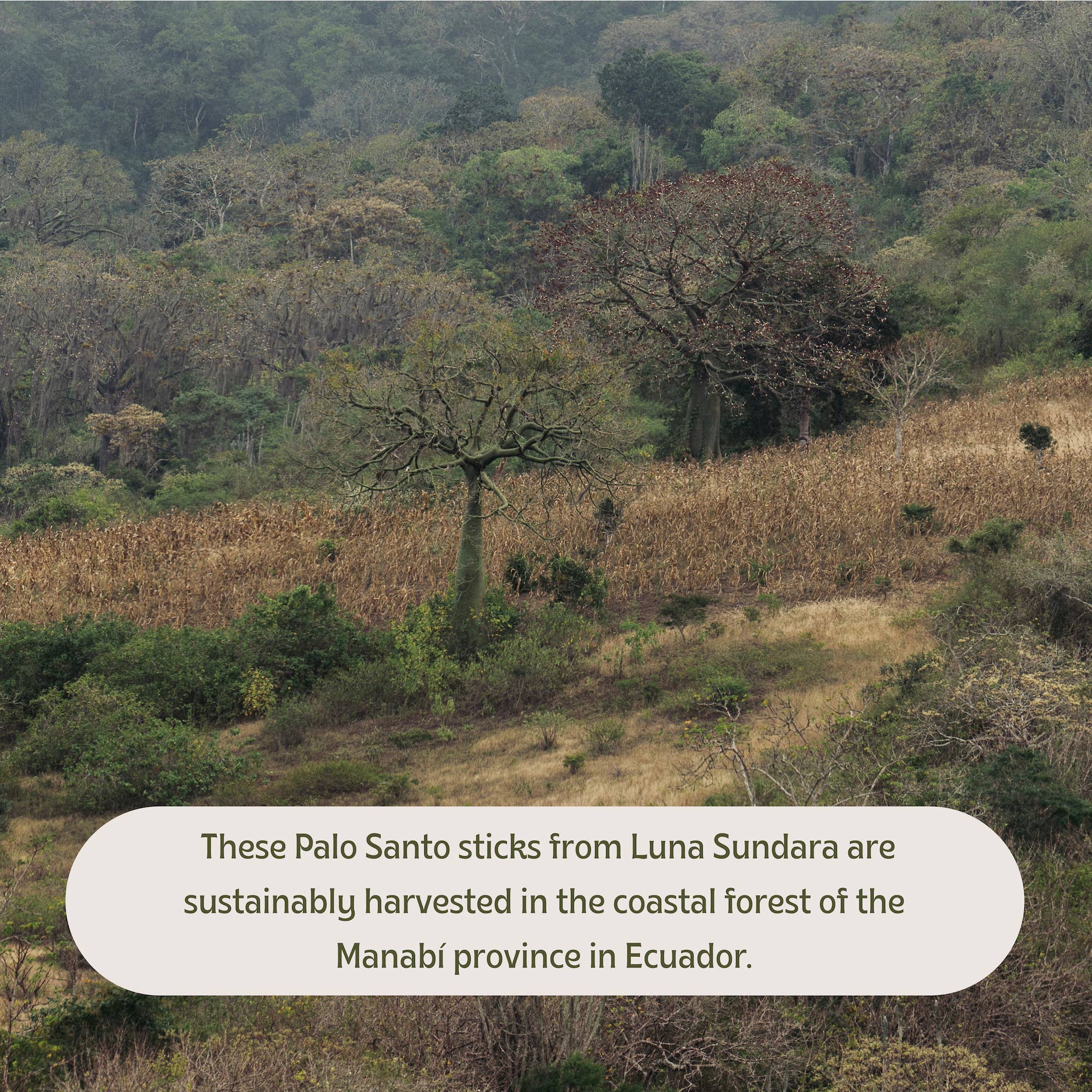 Luna Sundara - Wholesale Smudge Stick - Premium Ecuadorian Palo Santo Smudging Sticks Single Pack5