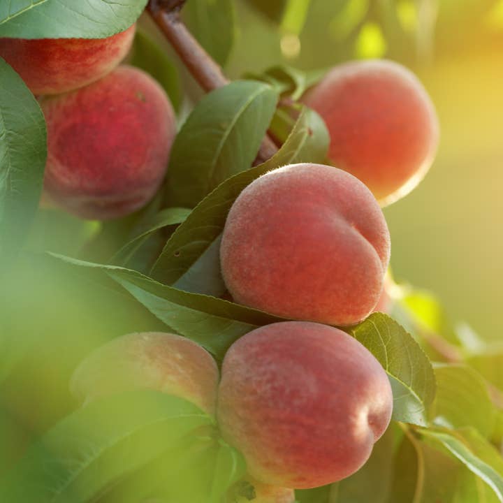 Fairywren Candle Company - Wholesale Jar/filled candle - Jasmine & Magnolia - Terracotta Candle 600g4