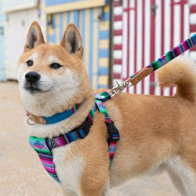 Hiro + Wolf - Wholesale Pet Collar - Dog - Inca Blue Dog Collar