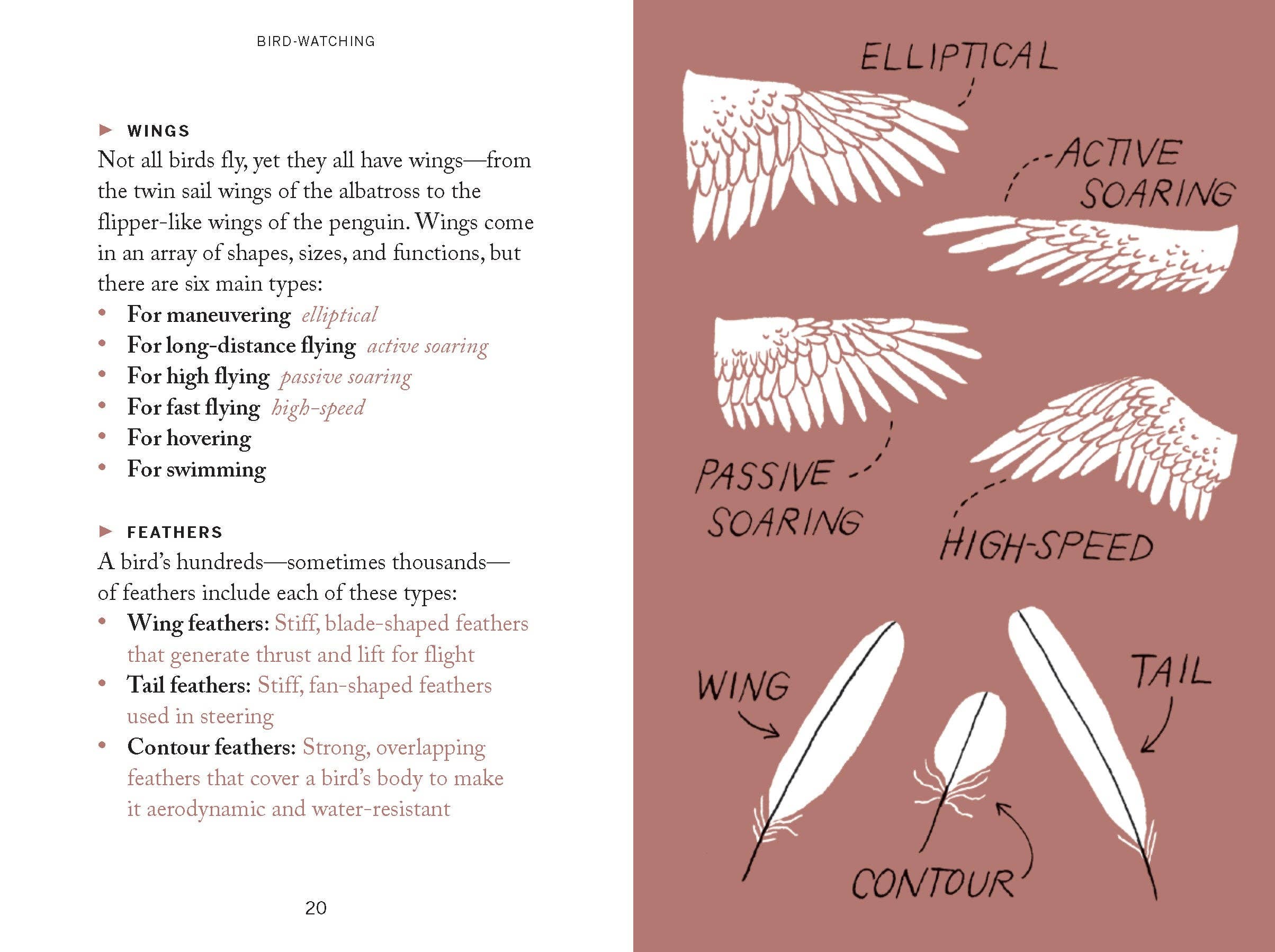 Chronicle Books - Wholesale Nature & Outdoors Book - Pocket Nature: Bird-Watching4