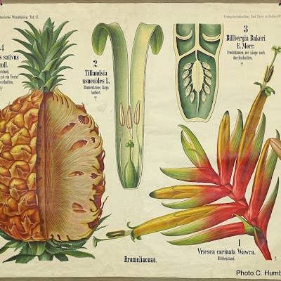 Les Gaillardises de l'Ubaye - Wholesale Snack Bar - Croqu'Coco: Crunch, Move, Enjoy1