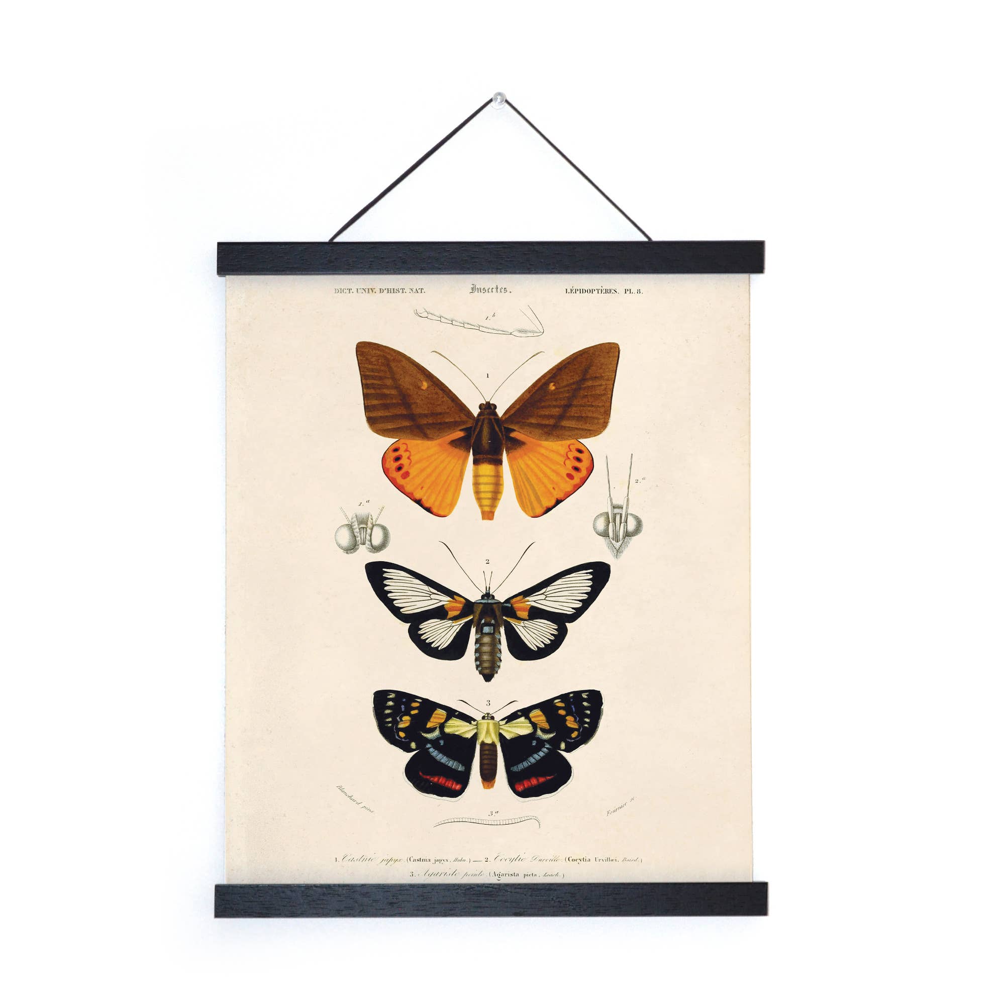Curious Prints - Wholesale Art Print - Vintage d'Orbigny Moth Insect Print w/ optional frame2