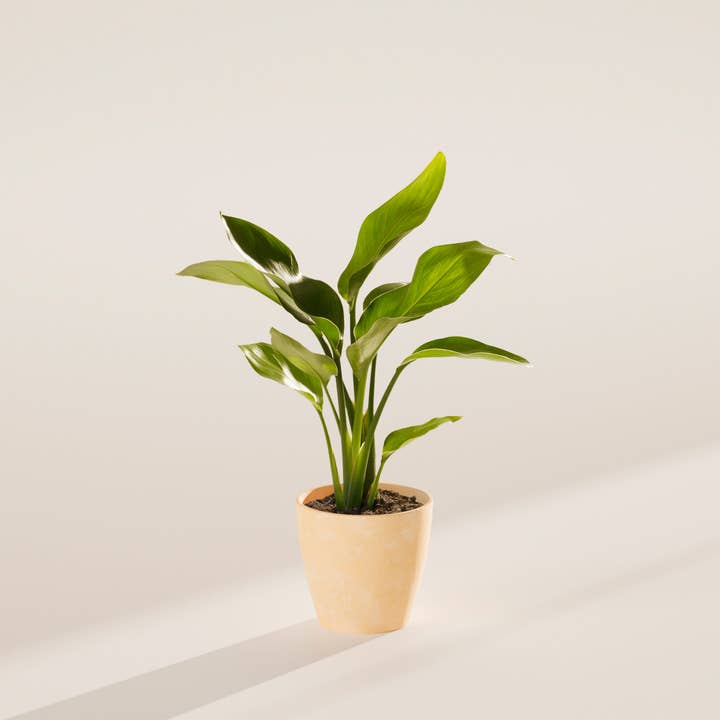 Lively Root - Wholesale Live Plant - Giant Bird of Paradise36