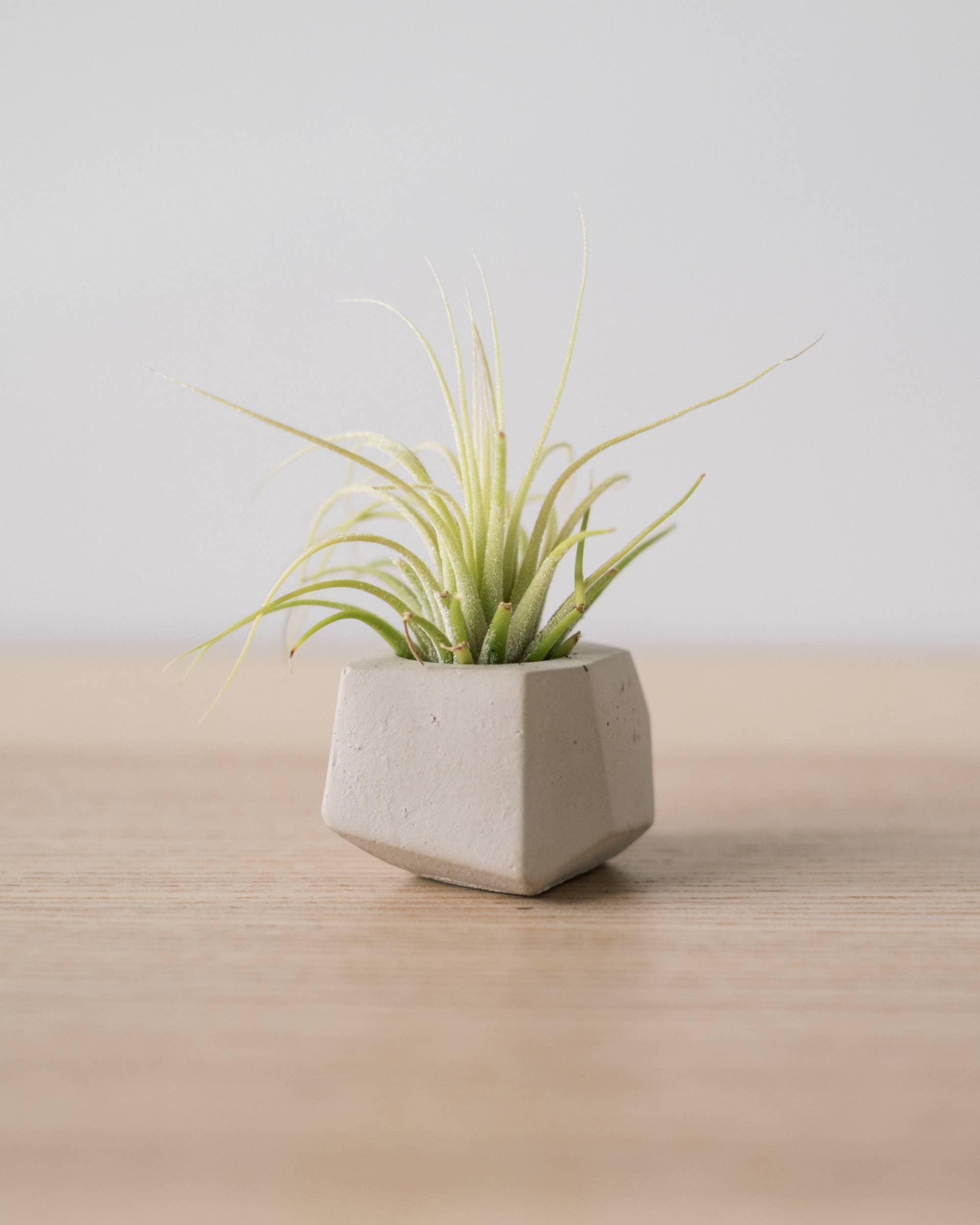 Concrete Days - Wholesale Plant Pot - Tiny Geo Airplant Holder5