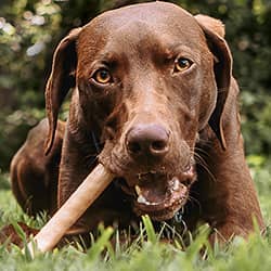 Pawstruck - Wholesale Pet Treats - Dog - Natural Beef Collagen Chew Sticks for Dogs & Puppies8