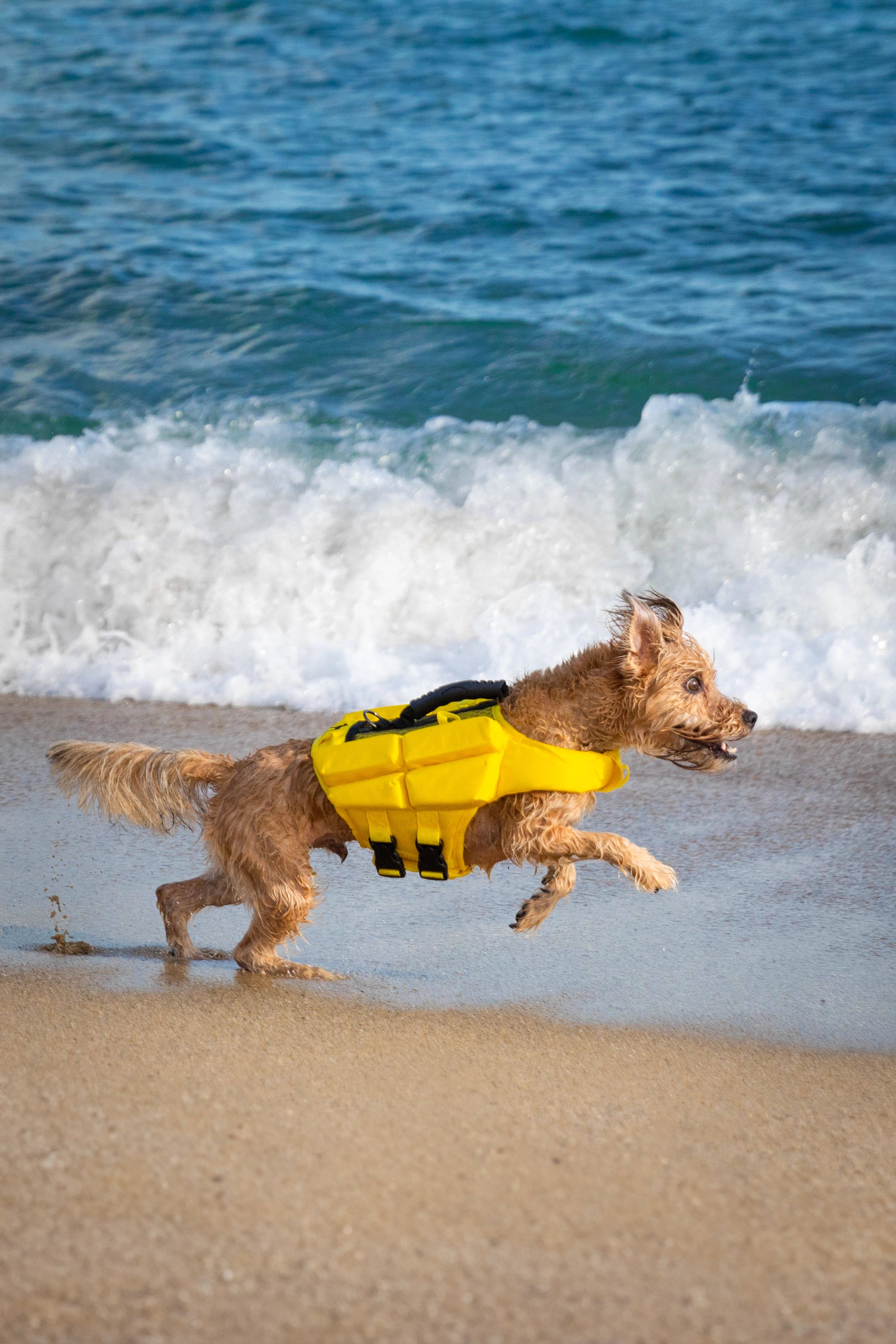 NOAH AND PAW LLC – Großhandel Haustierjacke – Hund – Human Standards Hundeschwimmweste mit 4-facher Schaumpolsterung für maximale Auftriebskraft – Gelb12