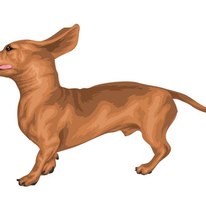Miniature Dachshund Decal for wholesale by Cover-Alls Decals
