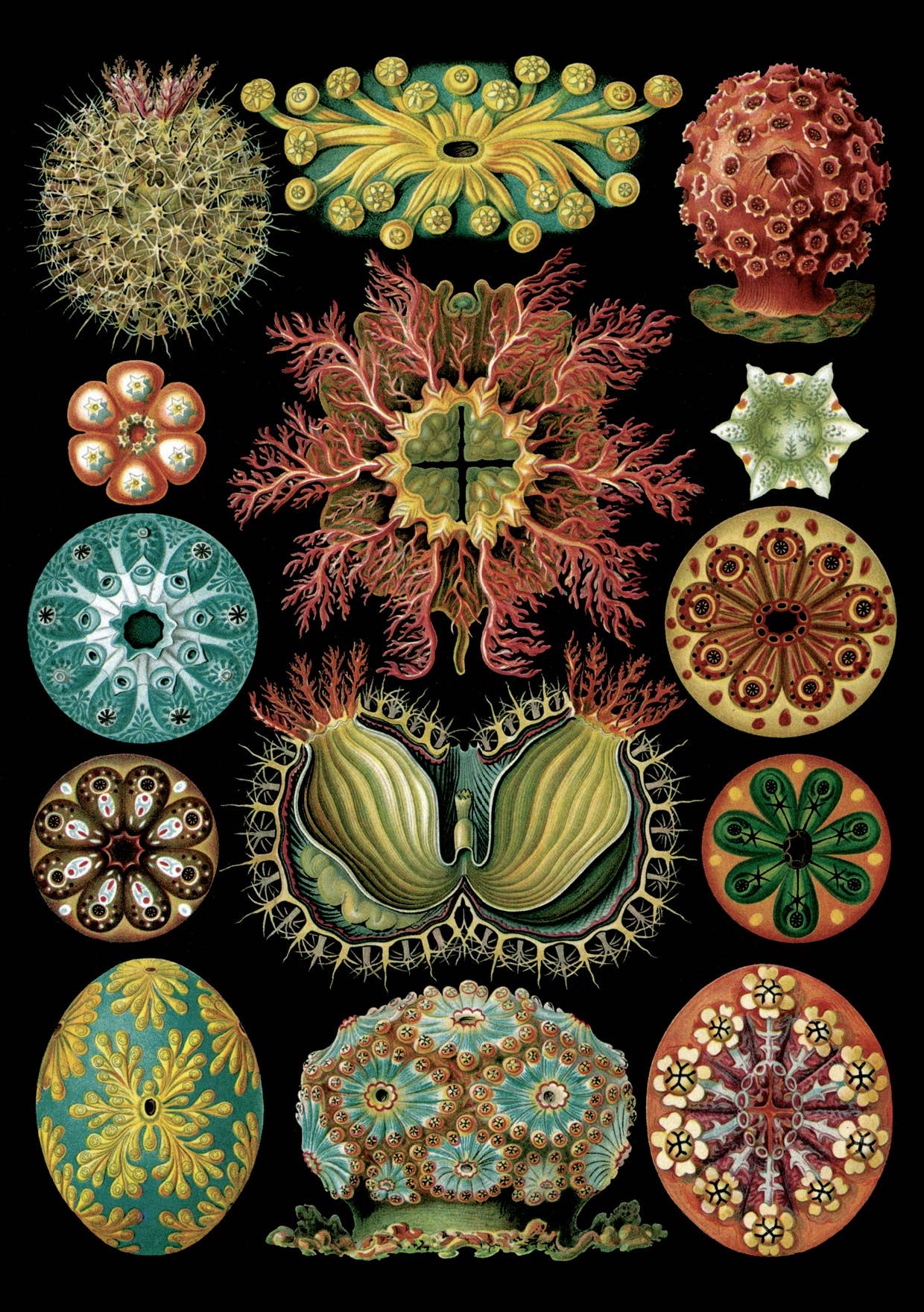 The Knowledge of Things by Catch Publishing - Vendita all'ingrosso Cartoline - Cartolina Ascidiae (071295)0