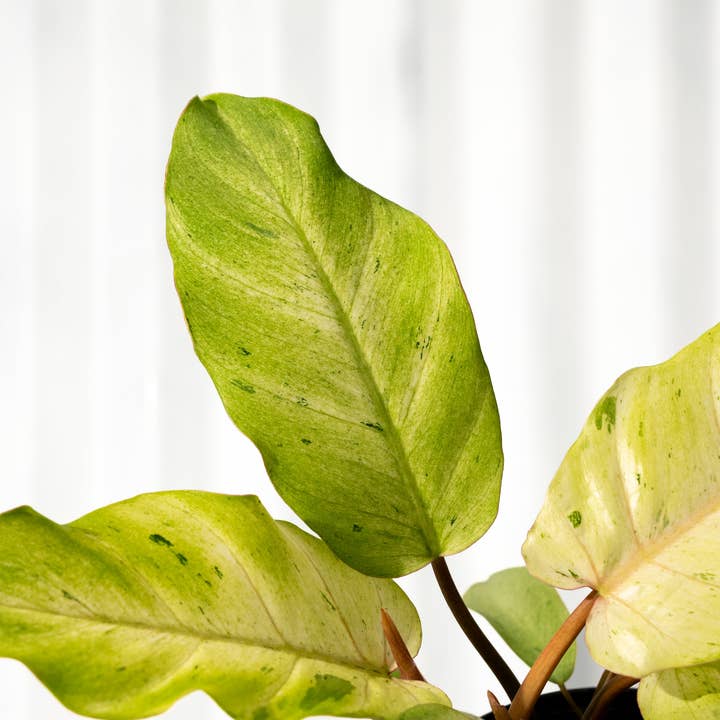 BWH Plant Co - Wholesale Live Plant - 4" Philodendron 'Snowdrift'2