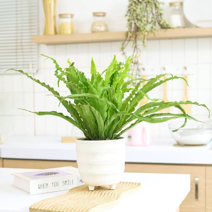 Bird's Nest Fern - Plantes d'intérieur vivantes purificatrices d'air - 4 pouces pour la vente par Best Plant Friend