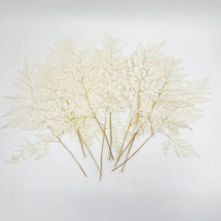 2626 Designs - Vente Fleur séchée/pressée - Fougère Davallia Mariesii séchée et préservée7