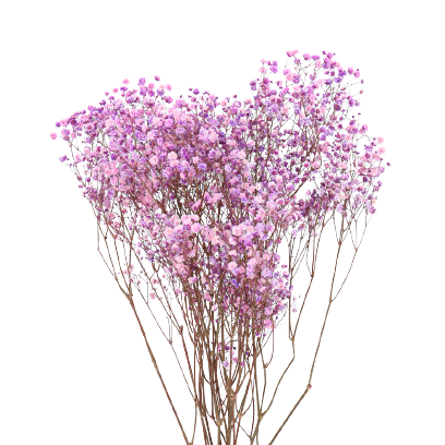 Concari.flores Preservadas - Wholesale Dried/Pressed Flowers - GYPSOPHILA/PRESERVED PANICULATA3