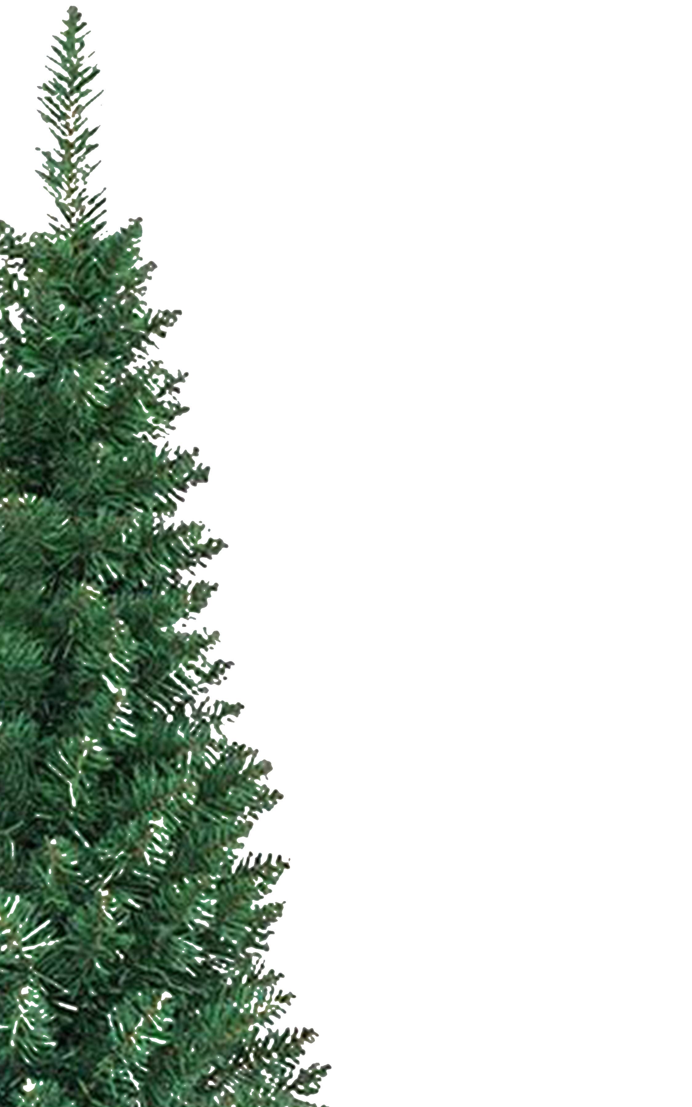 Perfect Holiday - Vendita all'ingrosso Alberi di Natale finti - Albero di Natale a matita da 6,5 piedi Slim Abete di Tiglio Artificiale1