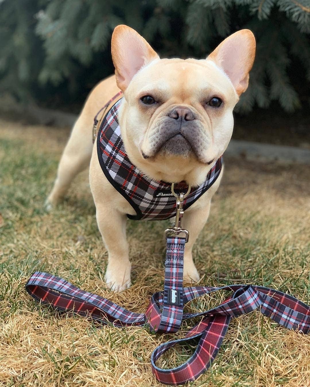 Frenchiestore - Wholesale Pet Leash - Dog - Dog Pet Luxury Leash | Tartan1