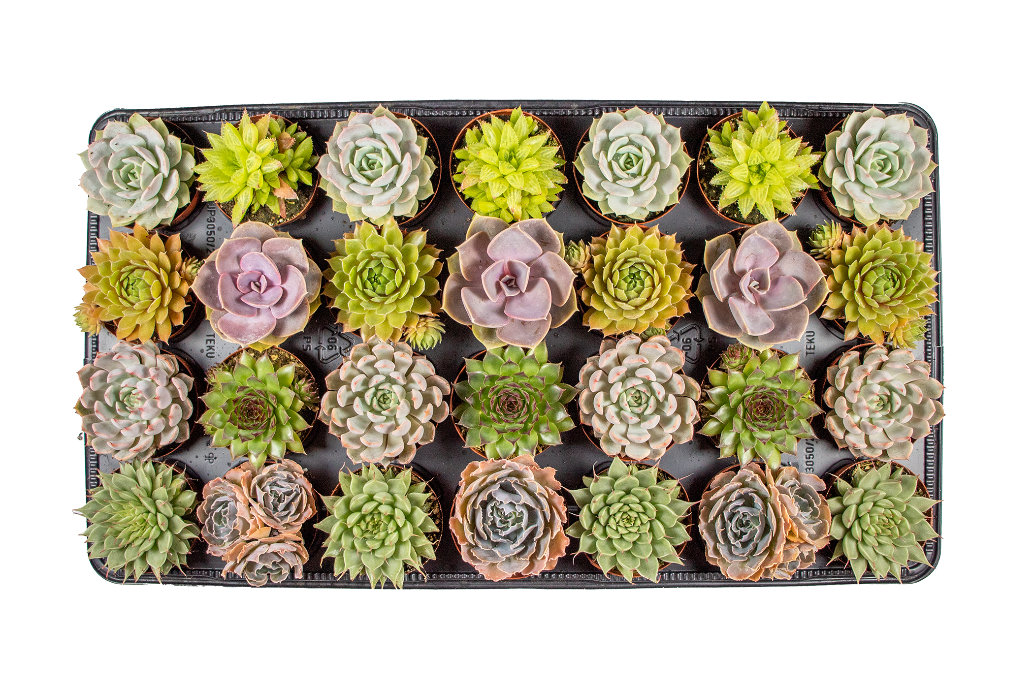 Dutch Touch Growers - Wholesale Succulent - 28 - Assorted Live Succulent 2.5" Plants2