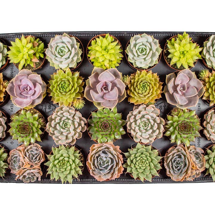 Dutch Touch Growers - Wholesale Succulent - 28 - Assorted Live Succulent 2.5" Plants2