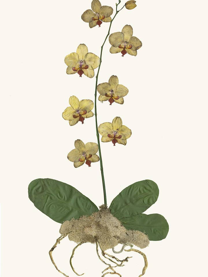 Pressage d'Orchidée Primevère Vintage - Impression d'Art Botanique pour la vente par Homegrown Art Co
