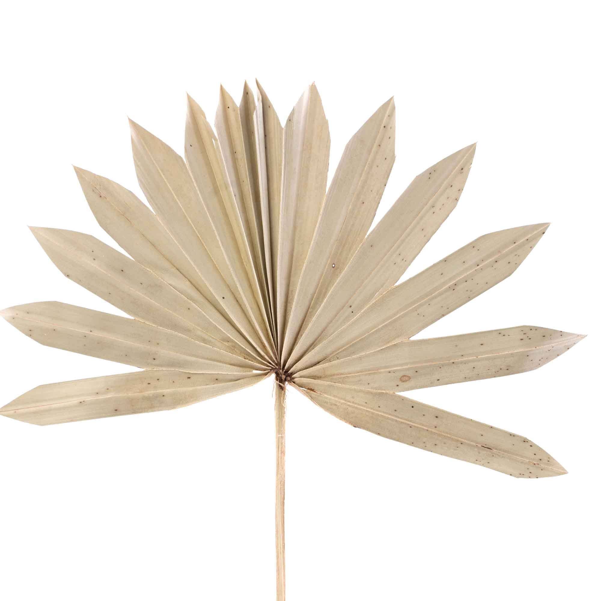 Portofino International Trading, USA - Wholesale Dried/Pressed Flowers - Dried Palm Leaf Fan - 14“3