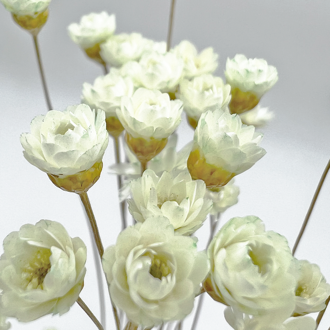 2626 Designs - Vendita all'ingrosso Fiori finti - Fiore Piccola Stella Preservato, 40-50 cm di lunghezza12