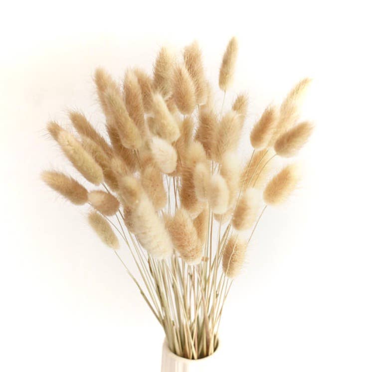 Dutch Flower Studio – Großhandel Getrocknete/gepresste Blumen – Getrocknete Blumen - Lagurus (Hasenschwanzgras)