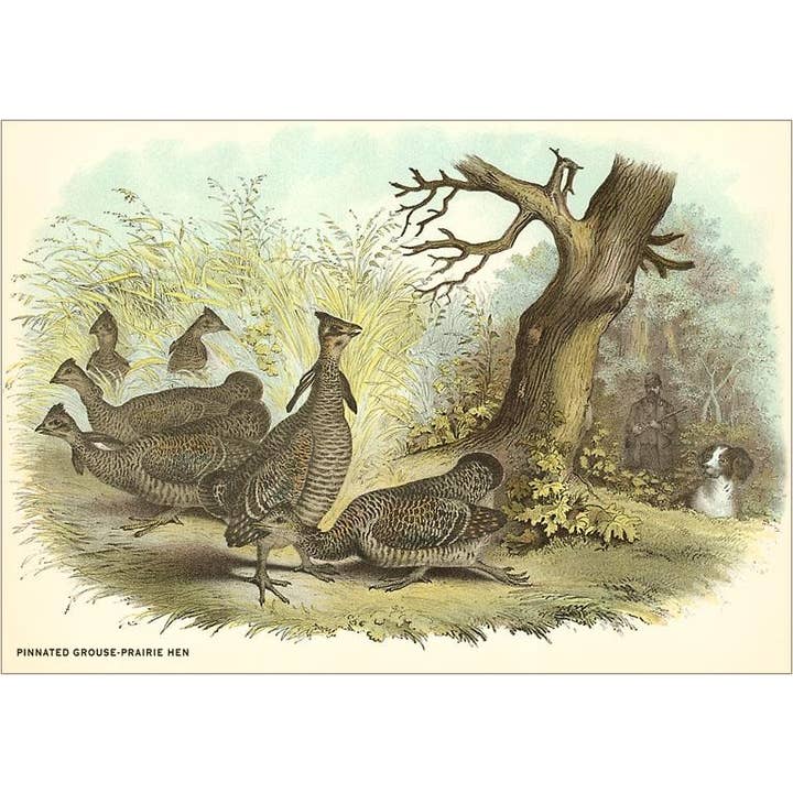 Found Image Press - Wholesale Sticker - Sticker BD-48 Grouse