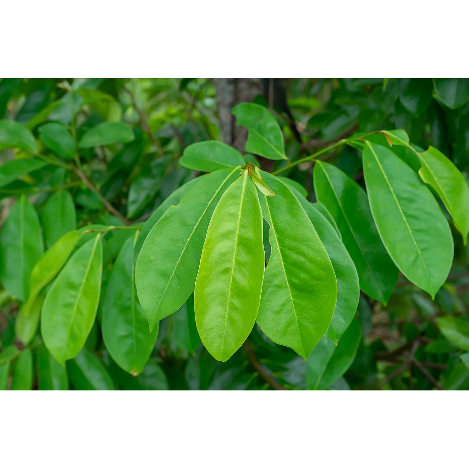 Witchy Pooh's Exotic Teas & Herbs – Chá solto por atacado – Chá de folha inteira de graviola Witchy Pooh's - sem cafeína8