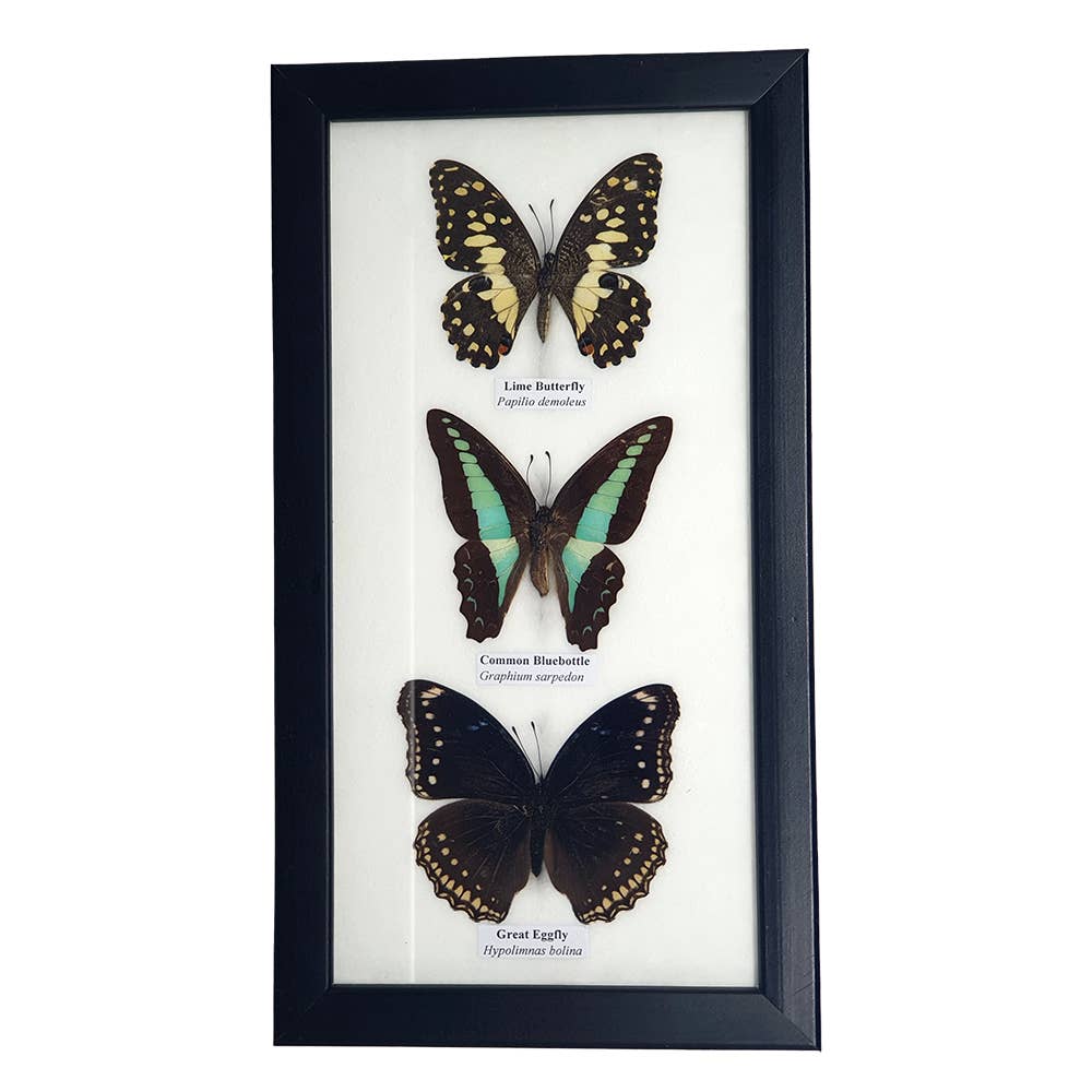 VIE – wholesale Wall Accent – Butterfly Mounted Under Glass, Assorted1