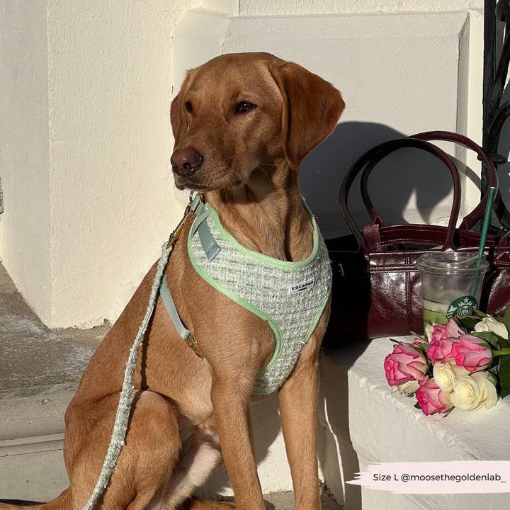 Cocopup London – wholesale Pet harness – Dog – Matcha Textured Tweed Adjustable Neck Harness20