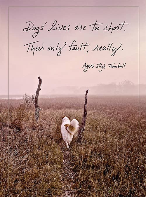 Bonair Daydreams – Engroshandel Hverdagshilsen kort – 619: Hundens liv er for korte. Deres eneste fejl, virkelig. - Agnes Sligh Turnbull0