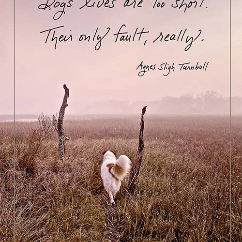 Bonair Daydreams – Engroshandel Hverdagshilsen kort – 619: Hundens liv er for korte. Deres eneste fejl, virkelig. - Agnes Sligh Turnbull