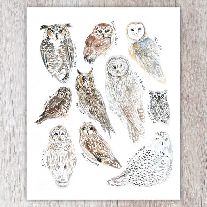 Owl Species A2 Card for wholesale by Brush & Bark