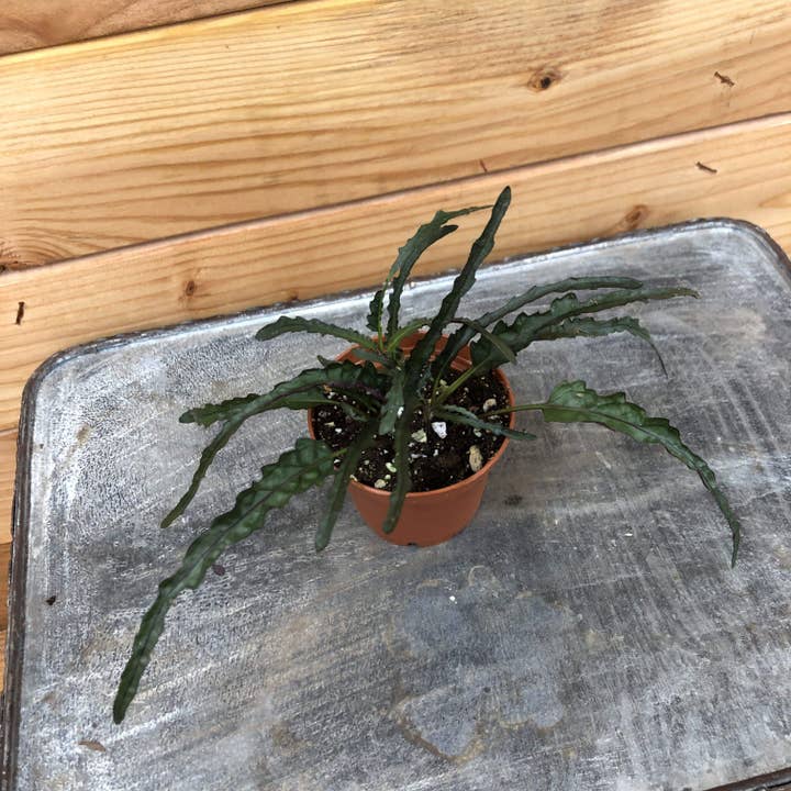 Hemigraphis Dragon's Tongue, 2" Plant for wholesale by The Plant Farm