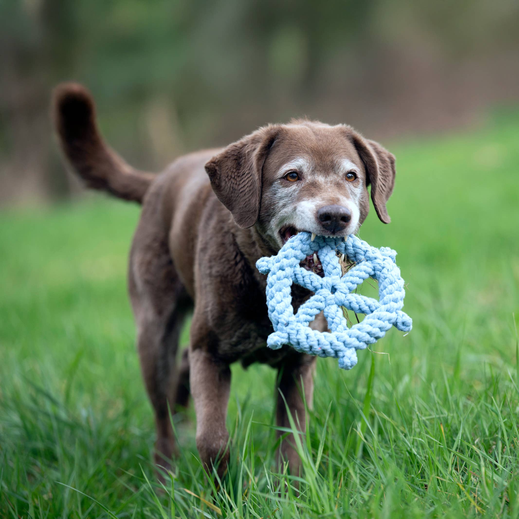 LABONI - Volentis GmbH - Wholesale Pet Rope Toy - Dog - SKIPPER – A Fresh Breeze of Fun3