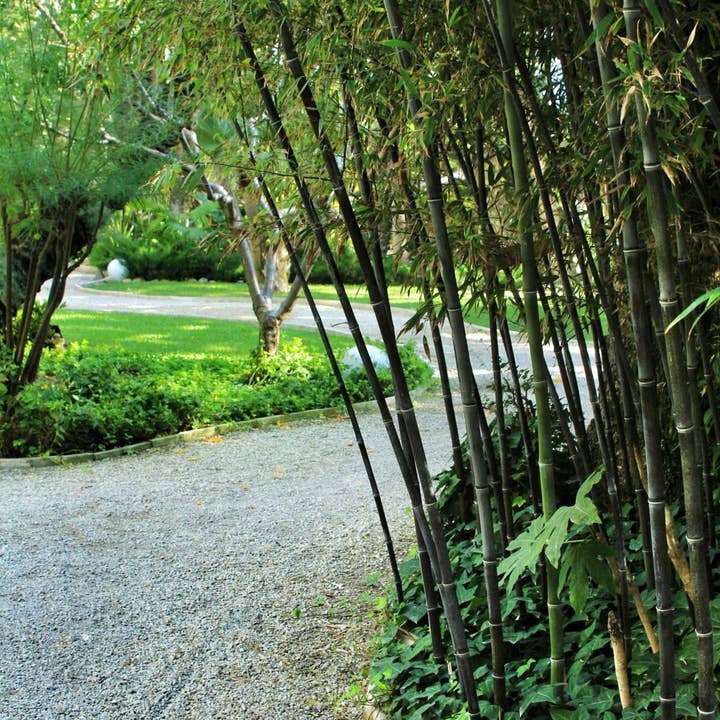 Oasis of Life - Vente Plante - Bambou Fargesia nitida Black Dragon – 3 plantes – Hauteur 25-40cm – Ø14cm – Bambou non traçant avec chaumes noirs – Plante de jardin rustique pour haie, massif & pot4