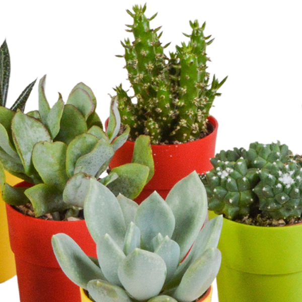 Oasis of Life - Wholesale Succulent - Succulents & Cacti Mix – 15 Plants – Ø5.5cm Houseplants in Colorful Plastic Pot – Various Mini Succulents & Cacti – Easy-Care Plants for Windowsill, Office & Living Room5