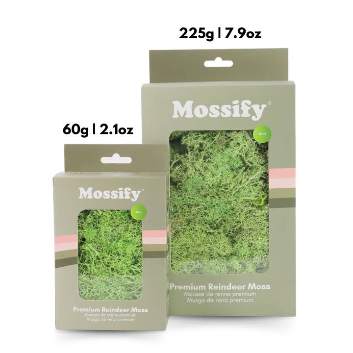 Mossify - Wholesale Live plant - Premium Preserved Reindeer Moss – Colorful Decorative Mix8
